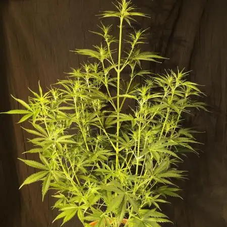 StrawberryBanana GorillaCookies AUTO