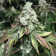 DWC Strawberry Chemdawg OG
