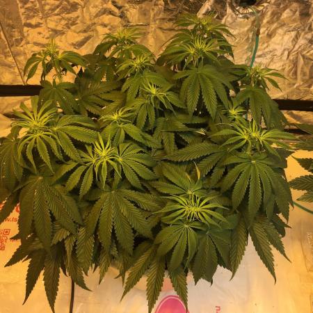 Strawberry Chemdawg OG