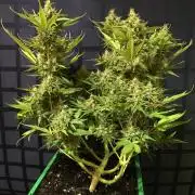 Wedding Cake Auto