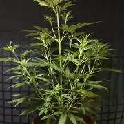 StrawberryBanana GorillaCookies AUTO