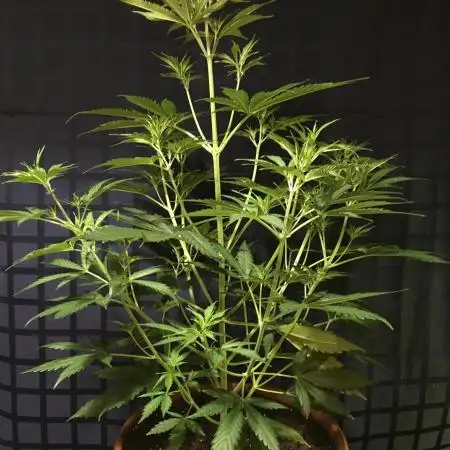 StrawberryBanana GorillaCookies AUTO