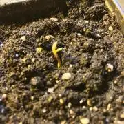 StrawberryBanana GorillaCookies AUTO