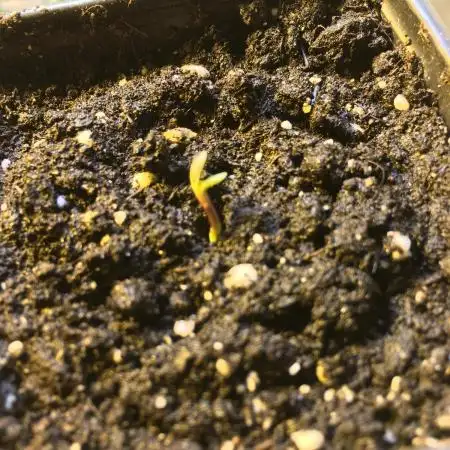 StrawberryBanana GorillaCookies AUTO