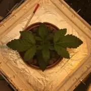 Strawberry Chemdawg OG