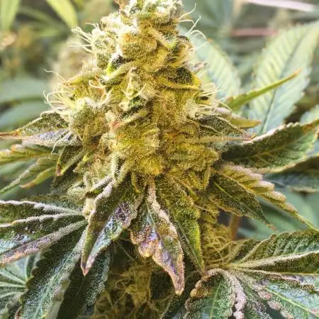 DWC Strawberry Chemdawg OG