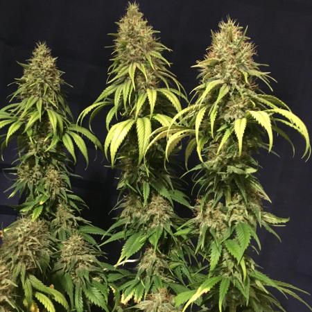 Purple OG Punch