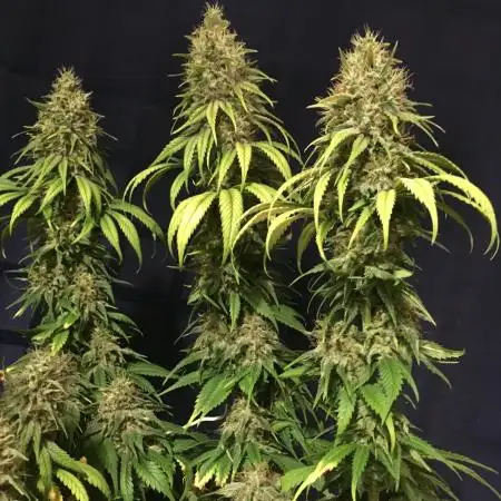 Purple OG Punch