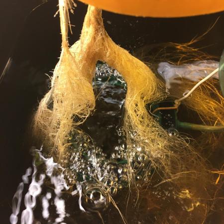 Strawberry Chemdawg OG