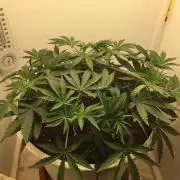 The Gassy One F027