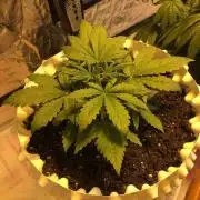 StrawberryBanana GorillaCookies AUTO