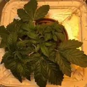 Strawberry Chemdawg OG