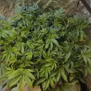 DWC Strawberry Chemdawg OG