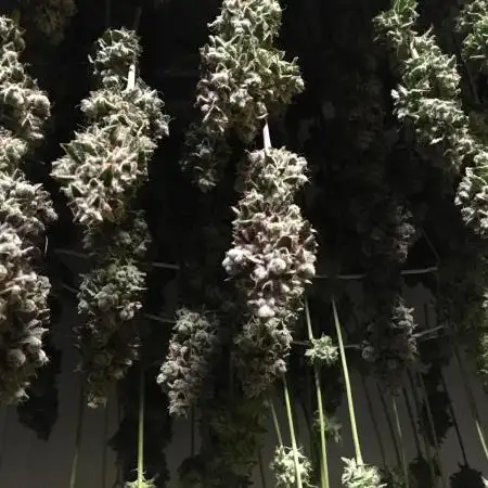 DWC Strawberry Chemdawg OG