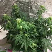 Wedding Cake Auto