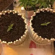 StrawberryBanana GorillaCookies AUTO