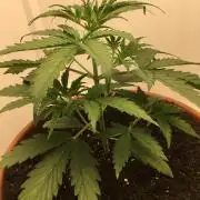 StrawberryBanana GorillaCookies AUTO