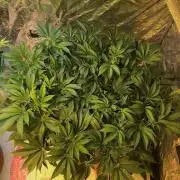 DWC Strawberry Chemdawg OG