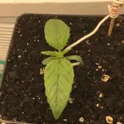 Strawberry Chemdawg OG