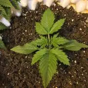 StrawberryBanana GorillaCookies AUTO