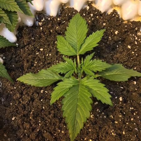 StrawberryBanana GorillaCookies AUTO