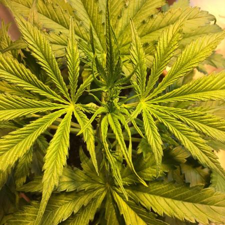 StrawberryBanana GorillaCookies AUTO