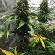 The Tropical Ice Cream One  F026