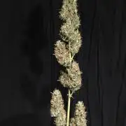 GorillaCookies StrawberryBanana AUTO