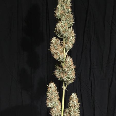 GorillaCookies StrawberryBanana AUTO
