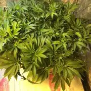 DWC Strawberry Chemdawg OG