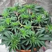 The Tropical Ice Cream One  F026