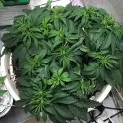 Strawberry Chemdawg OG