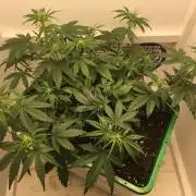 Wedding Cake Auto