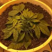 Strawberry Chemdawg OG