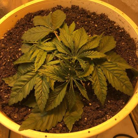 Strawberry Chemdawg OG