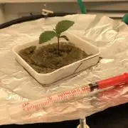 Strawberry Chemdawg OG