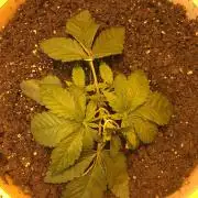 Strawberry Chemdawg OG