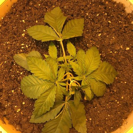 Strawberry Chemdawg OG