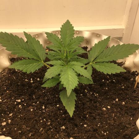 StrawberryBanana GorillaCookies AUTO