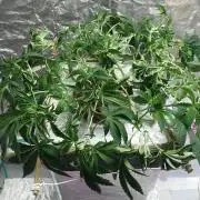 Strawberry Chemdawg OG