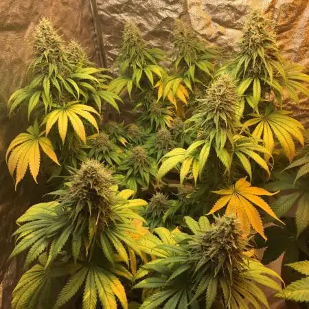 Purple OG Punch