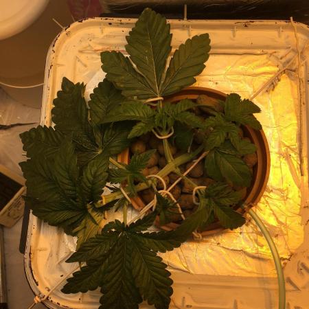 Strawberry Chemdawg OG