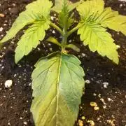 Strawberry Chemdawg OG