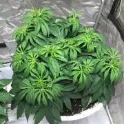 Strawberry Chemdawg OG