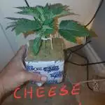 Cheese