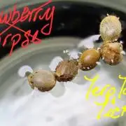 TerpTownTicket "Pheno This & Pheno That"