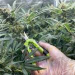 Tangie