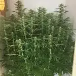 Original Blueberry - Amazing Pheno!