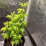 Croissant clone Lit farms