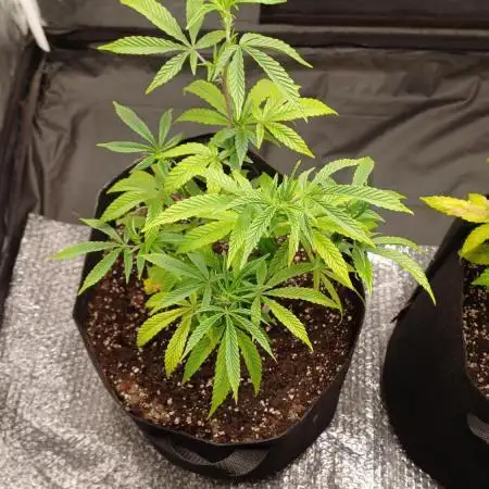 Wild fire clone[inhouse genetics]